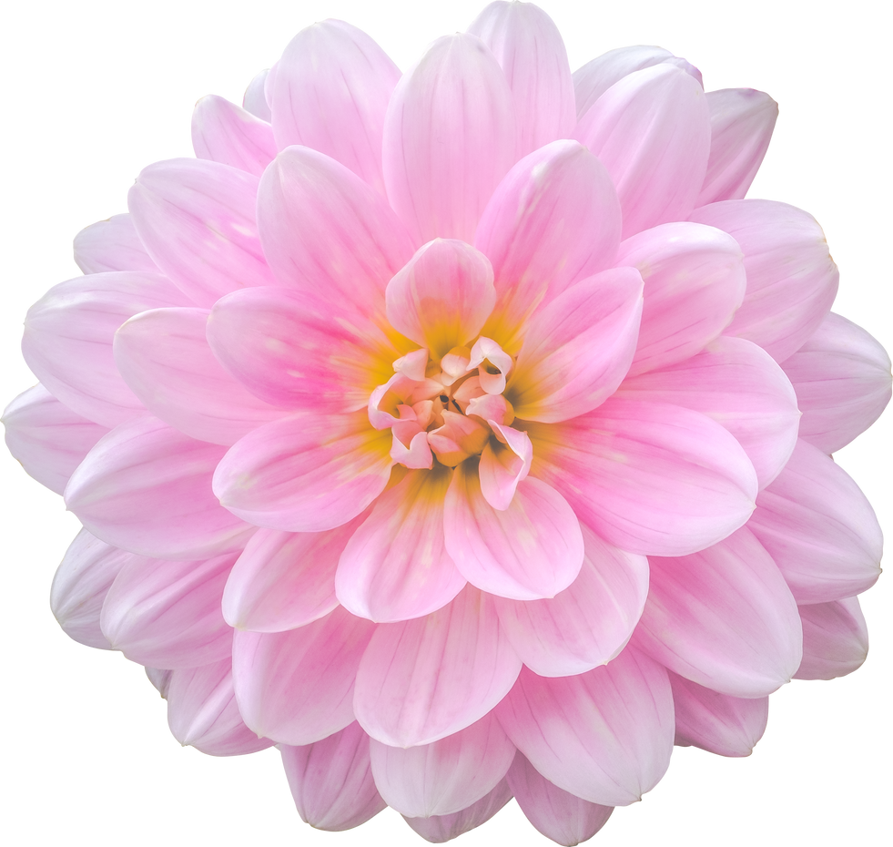 Pink Dahlia Flower