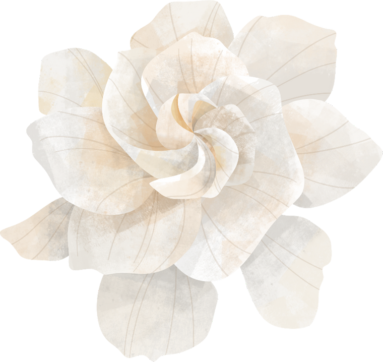 Gardenia Flower Illustration